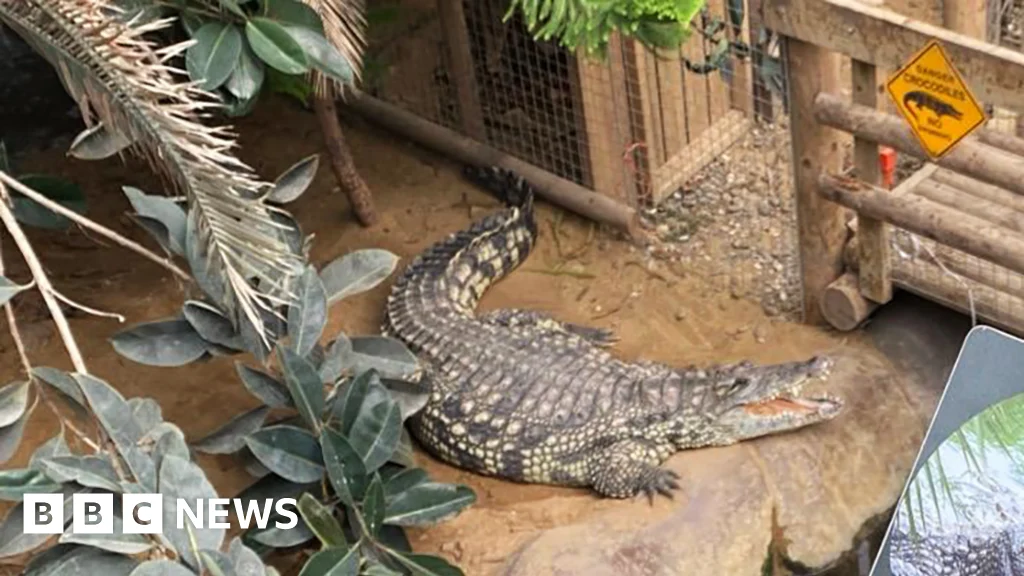 Crocodile Attack Leaves 3‑Year‑Old in Critical Condition