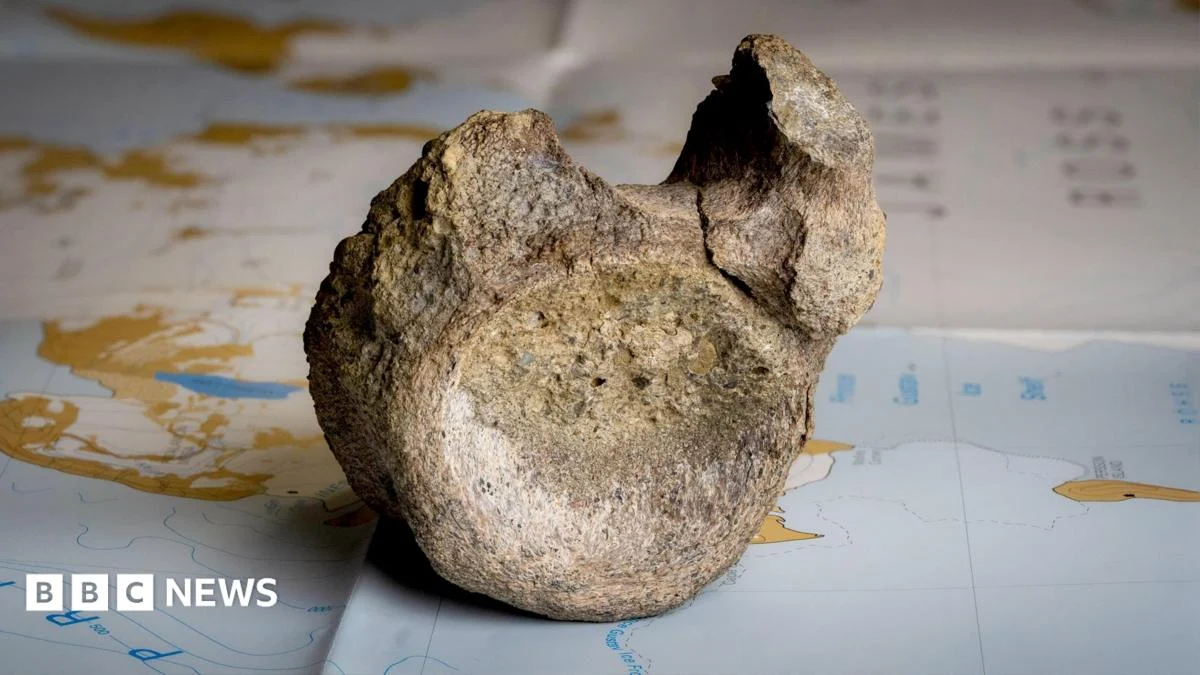 Antarctic Drawer Reveals First Dinosaur Bone