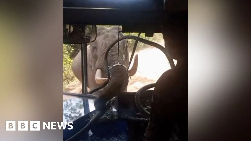 Elephant Attack Shatters Bus Window in Sri Lankan Military Convoy
