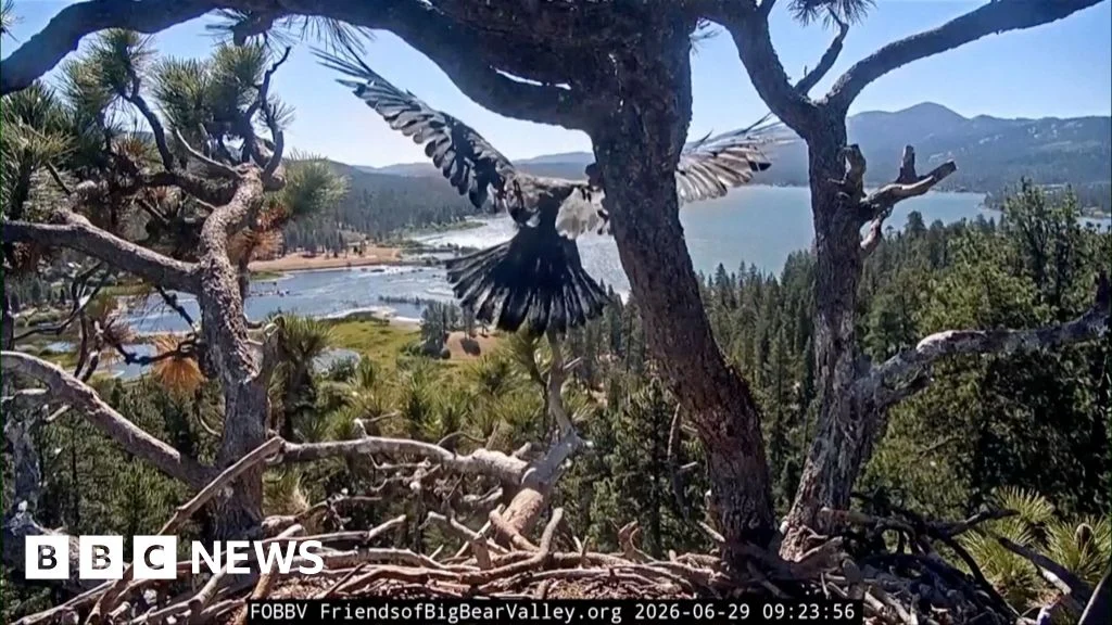 Young bald eagle makes first flight in California