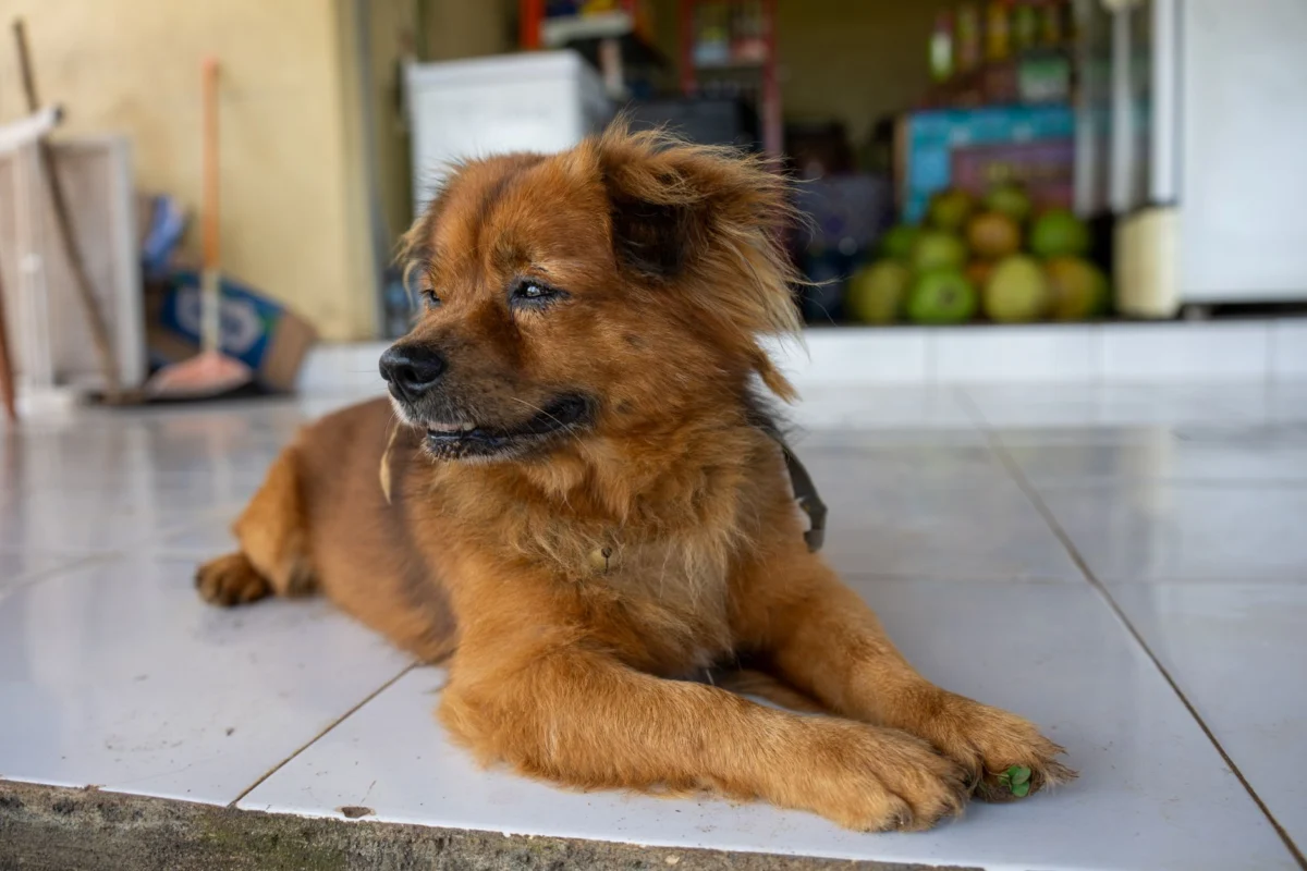 Bali’s Rabies Outbreak Spirals After Jembrana Dog Attack
