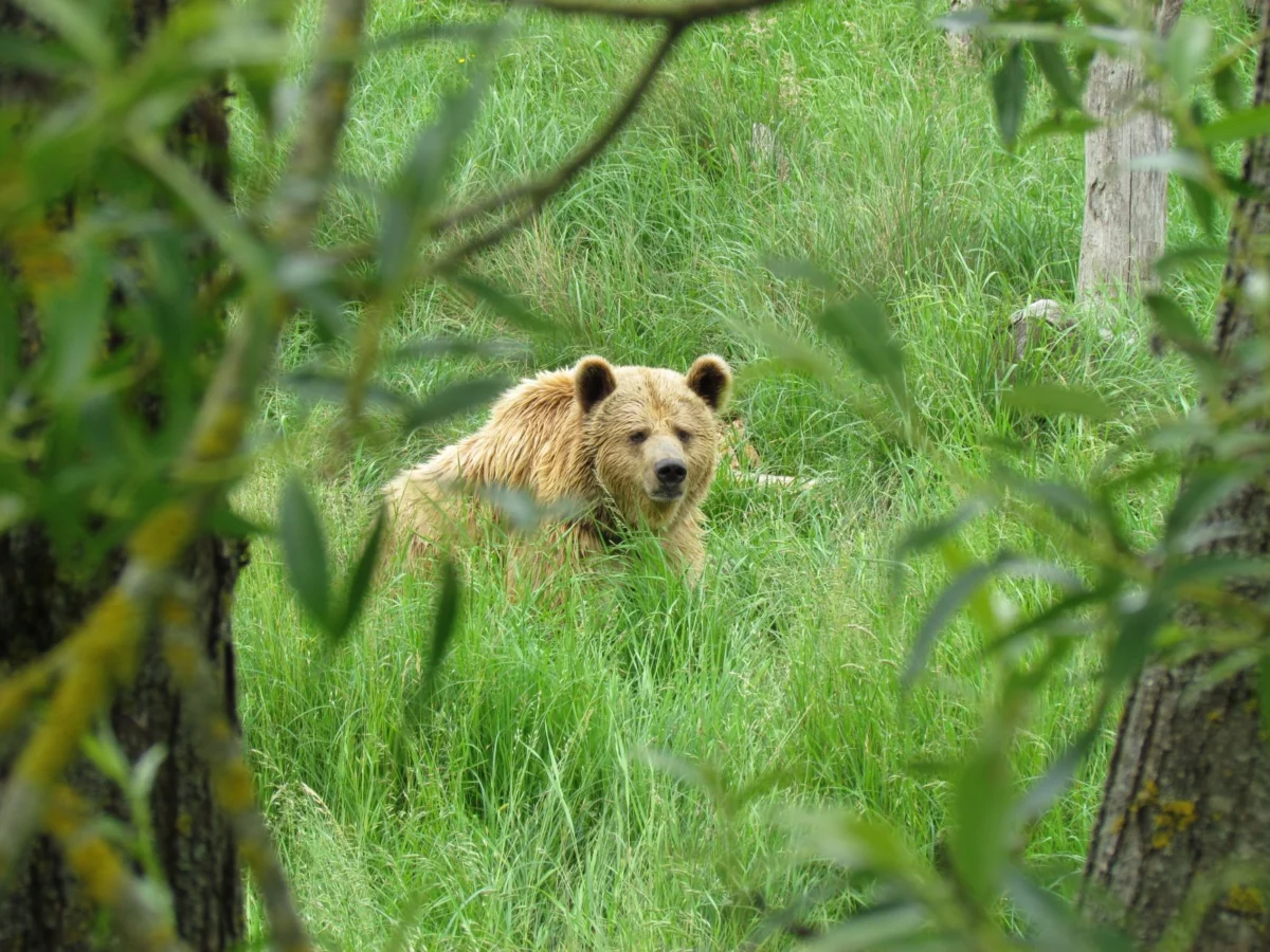 The Bear’s Finale Unpacks Carmy’s Fate and Kitchen Chaos