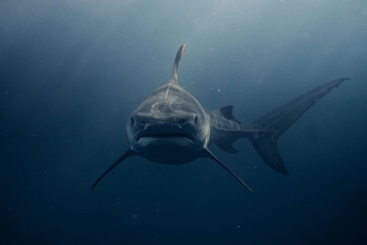 Australia’s Shark Cull Debate Intensifies Amid Rising Attack Fears