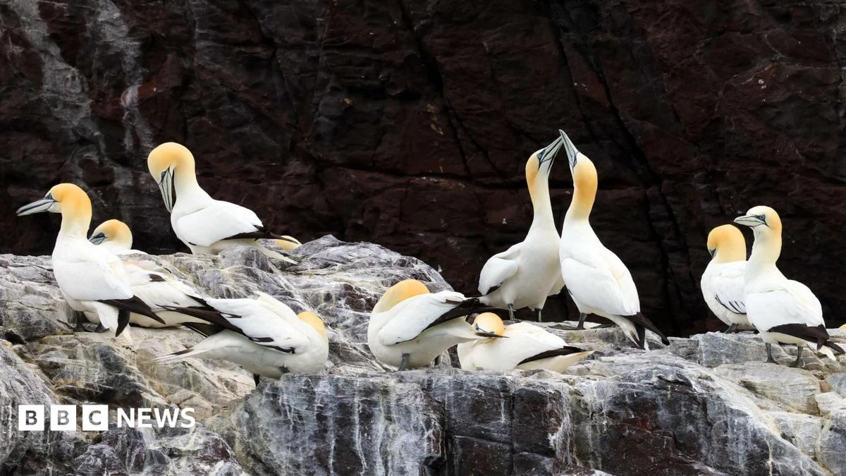 Gannet colonies may need 15 years to recover from bird flu