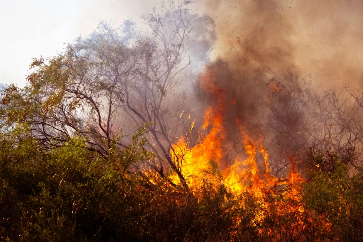 Lightning Fires Ignite Pacific Northwest After 14,000 Strikes