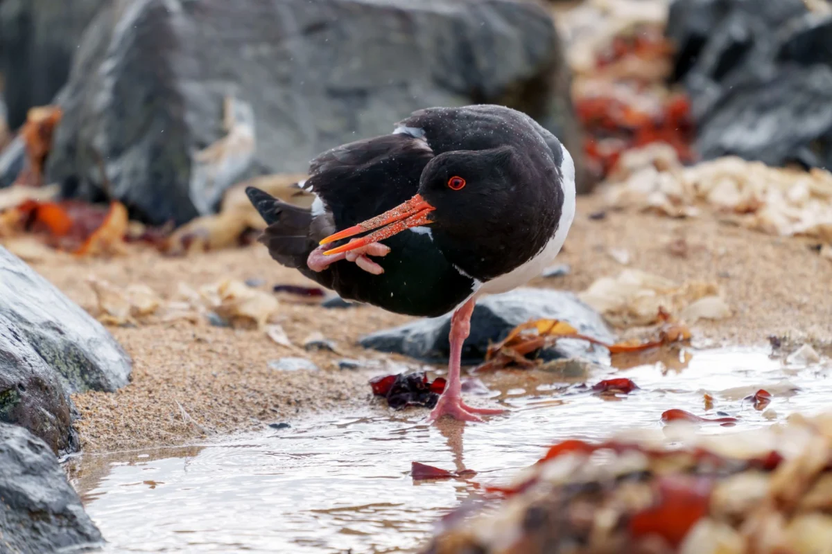 Oystercatchers Make Comeback via Conservation