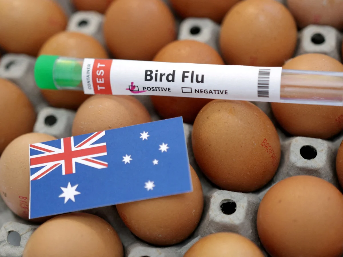 Australia warns H5N1 likely to spread after tern die-off