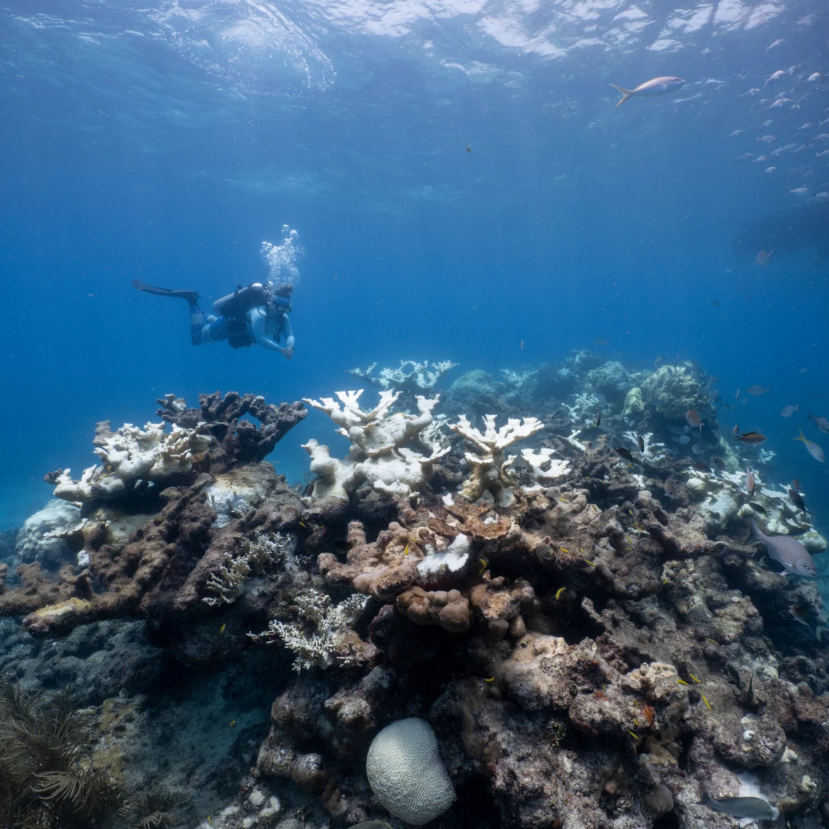 Coral Reefs Lack Time to Recover from Heat Waves