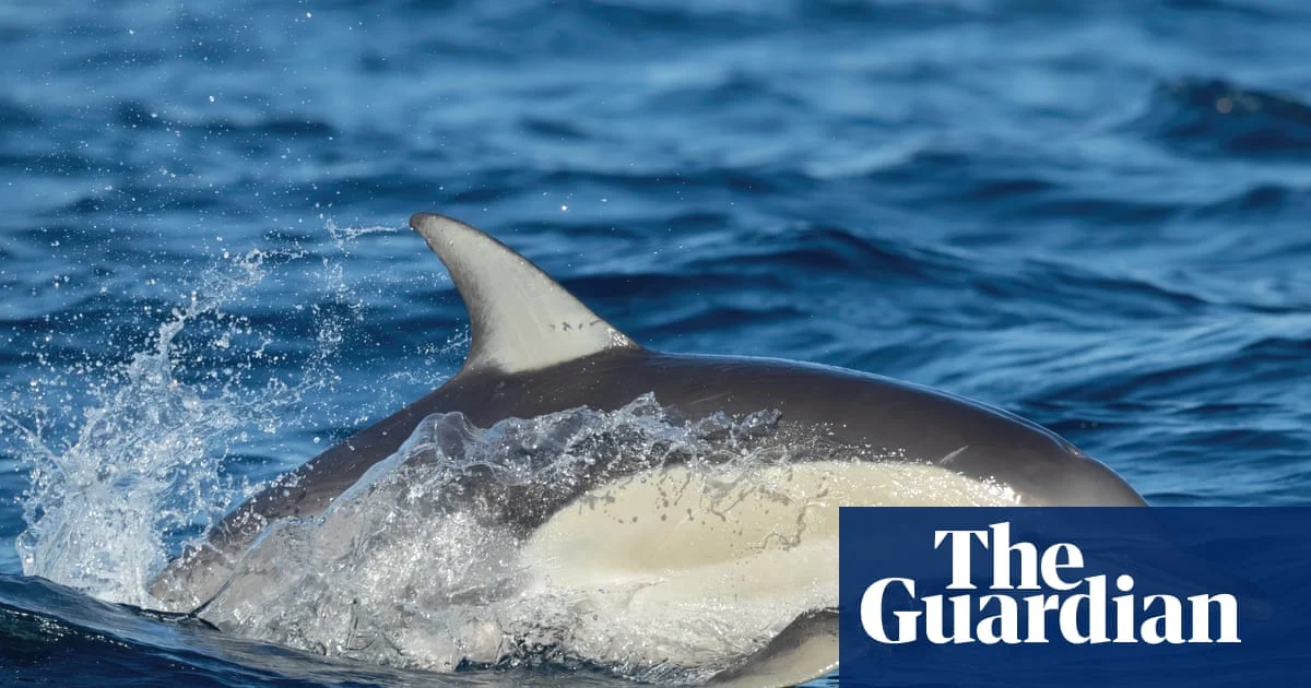 Dolphin dies from H5N1 as Australian researchers evacuated over seal deaths risk