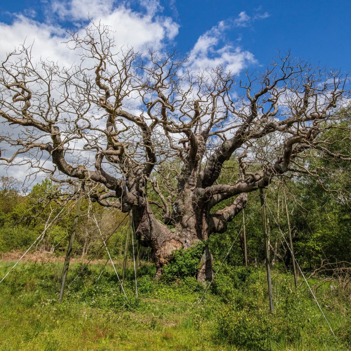England’s Ancient Oak Trees Dying Due to Heat and Drought