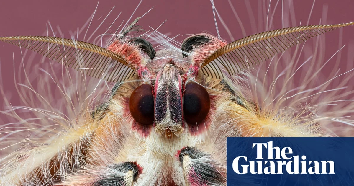 Macro Photography Gains Popularity Among Wildlife Photographers