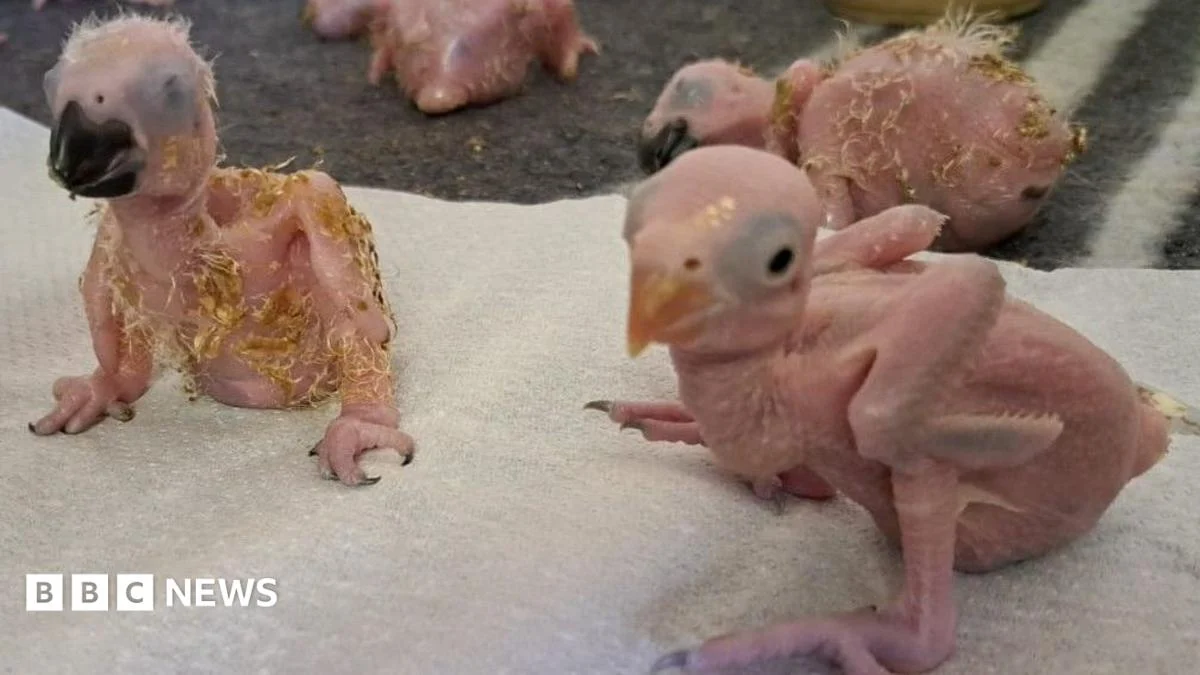 Parrot Eggs Hatch After Smuggler Arrested in South Africa