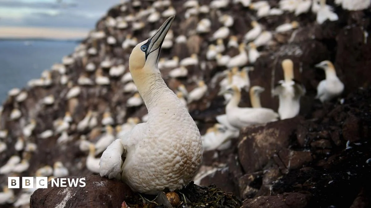 Scottish islanders denied annual seabird chicks hunt