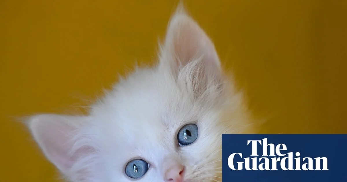 Thursday news quiz tests trivia on pop culture and news