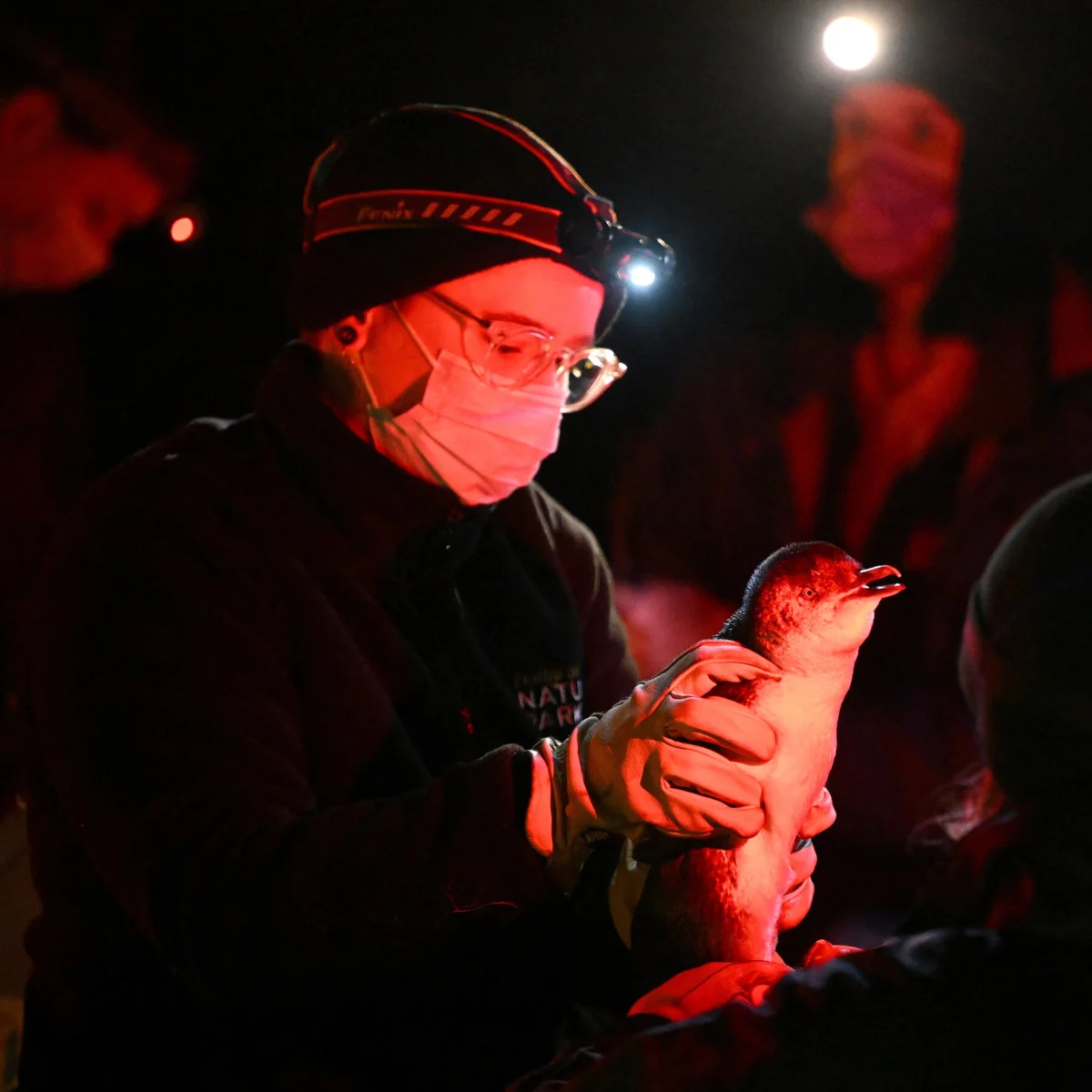 Australia Confirms First H5N1 Cases in Birds, Spreads to Mammals