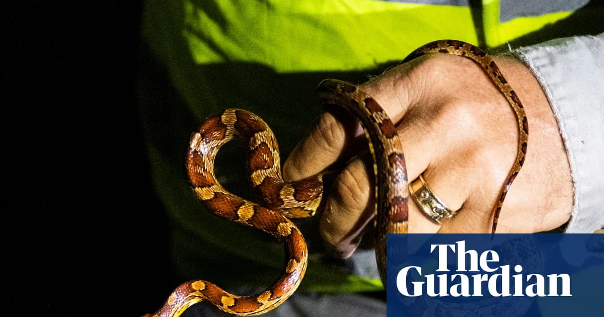 Florida Python Hunt Winner Bags 96 Snakes
