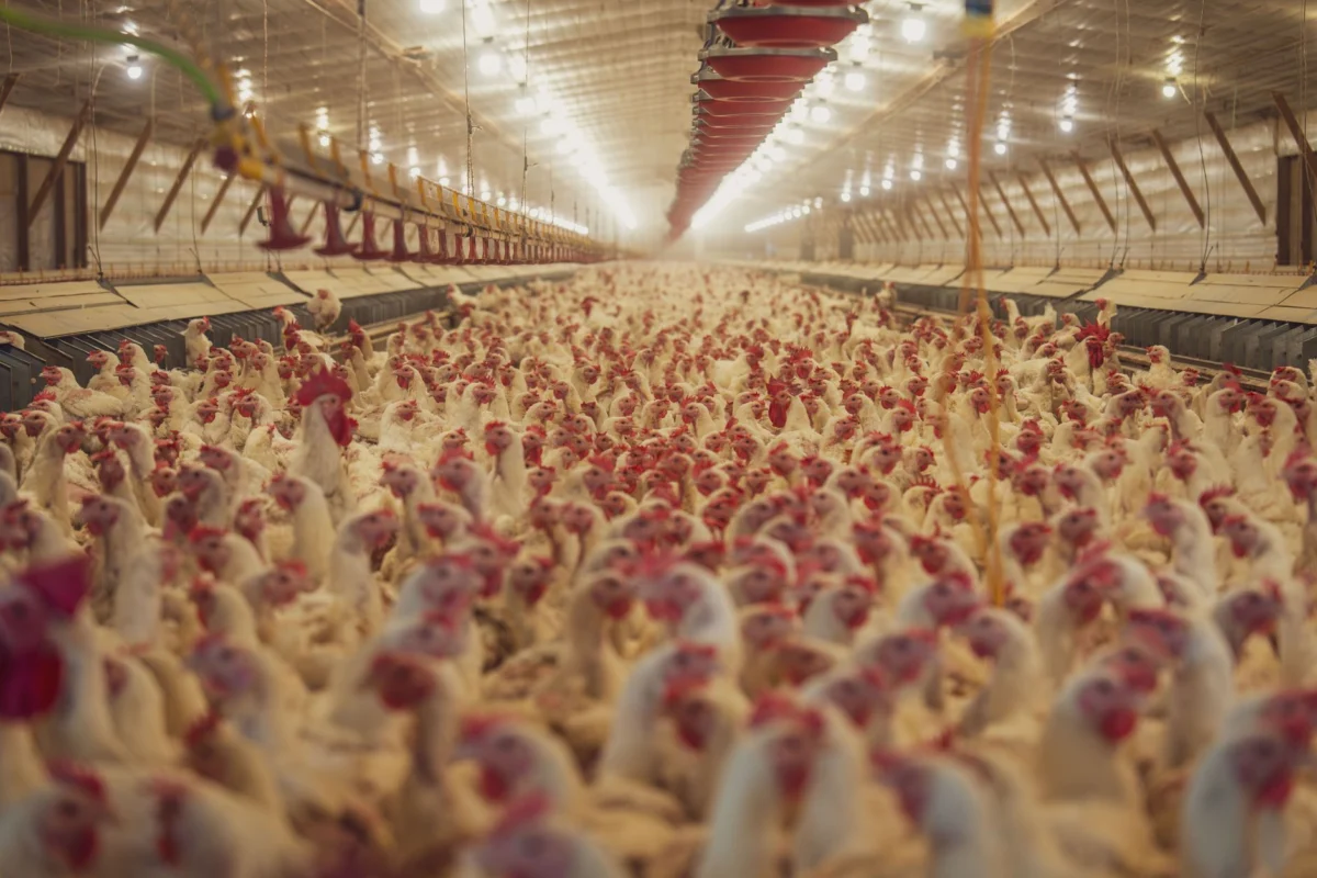 Australia reports first H5N1 bird flu in local mammal