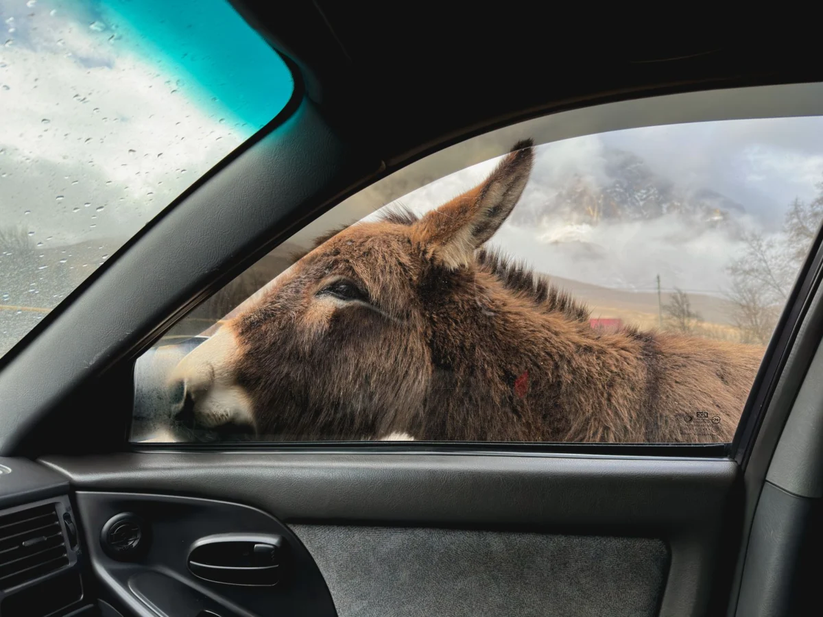 Donkey Injures Three After Jumping into Van in Germany