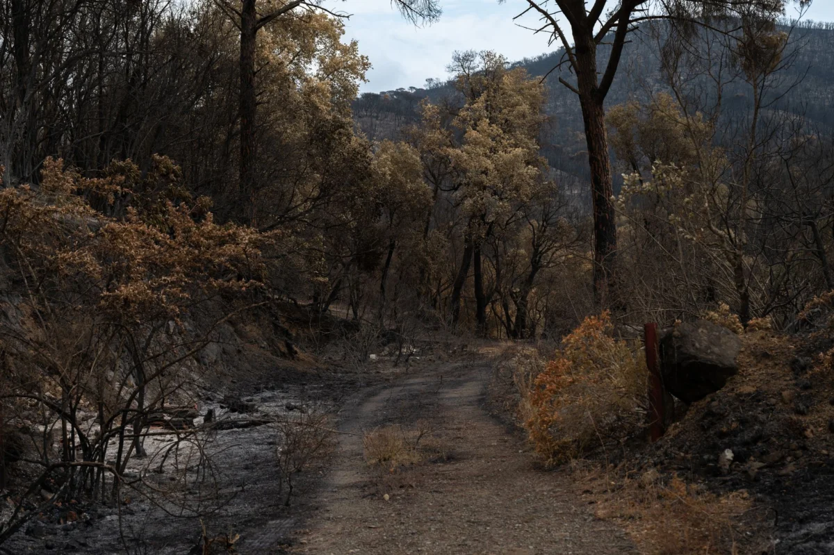 Wildfire forces thousands to evacuate near Reno