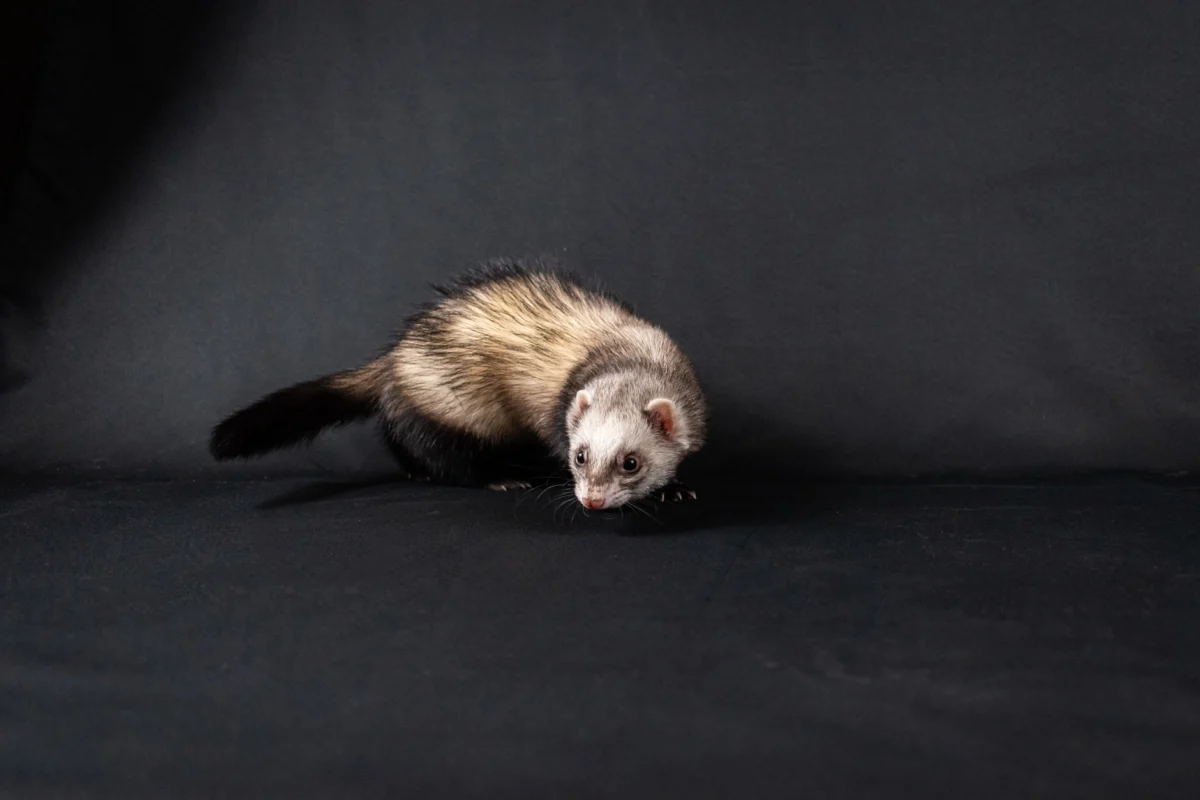 Ferrets Charm Devotees at Largest U.S. Show