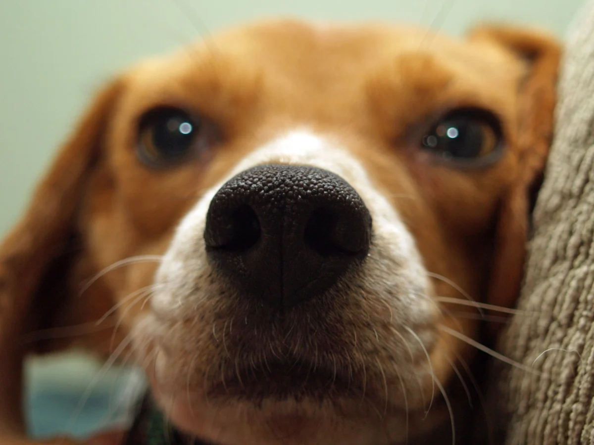 Gene-edited beagles may help people with dog allergies