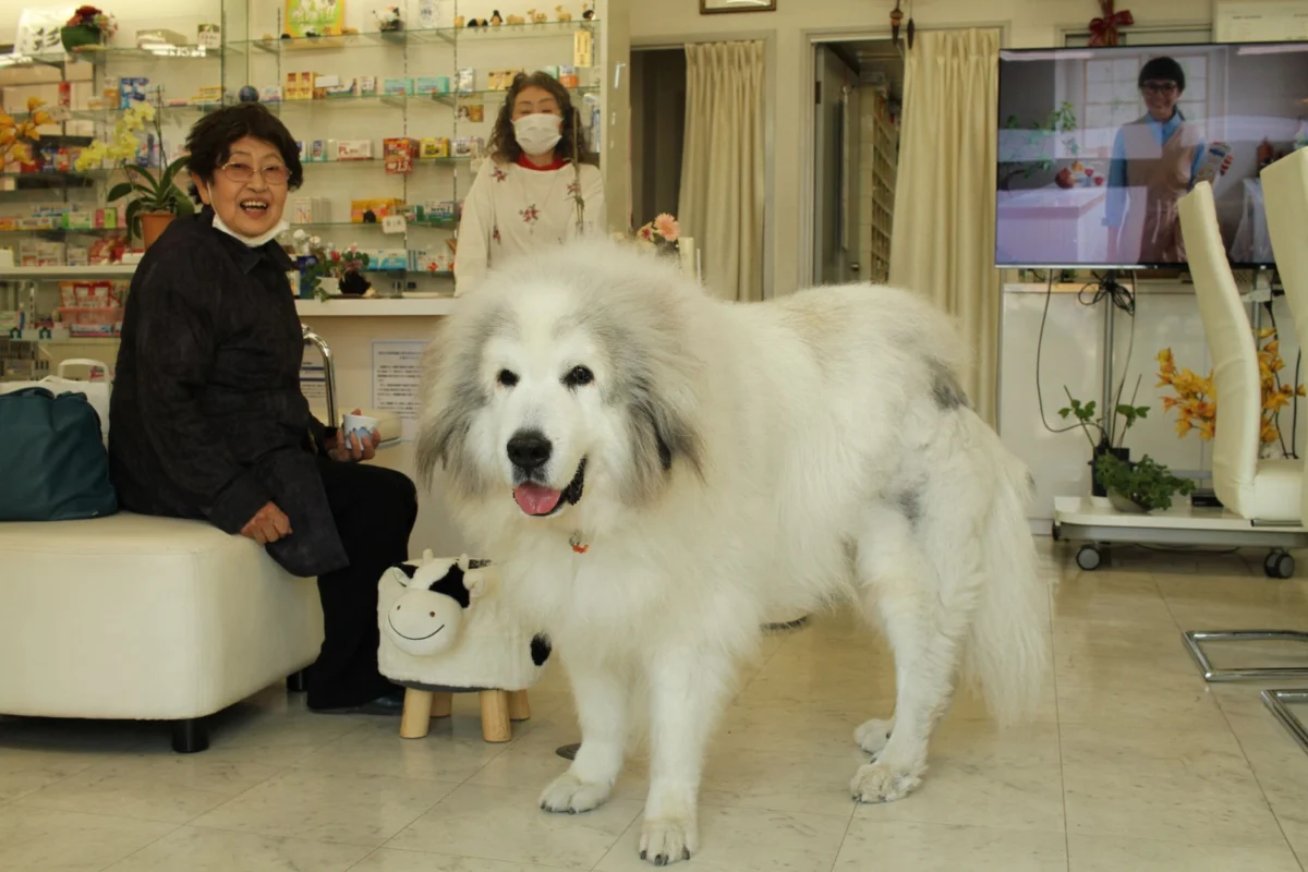 Japan pet owners use fan-powered cooling suits in heat