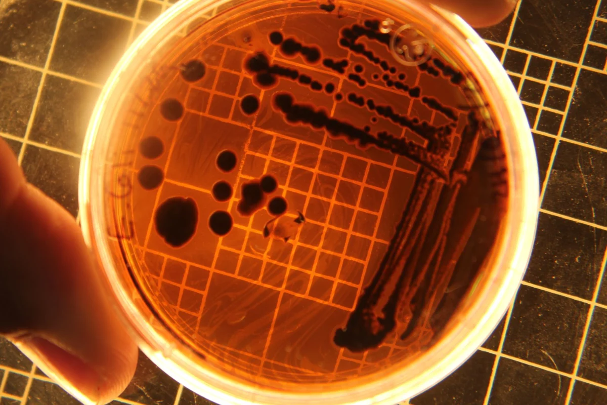 AI Creates Functional Viruses Not Found in Nature