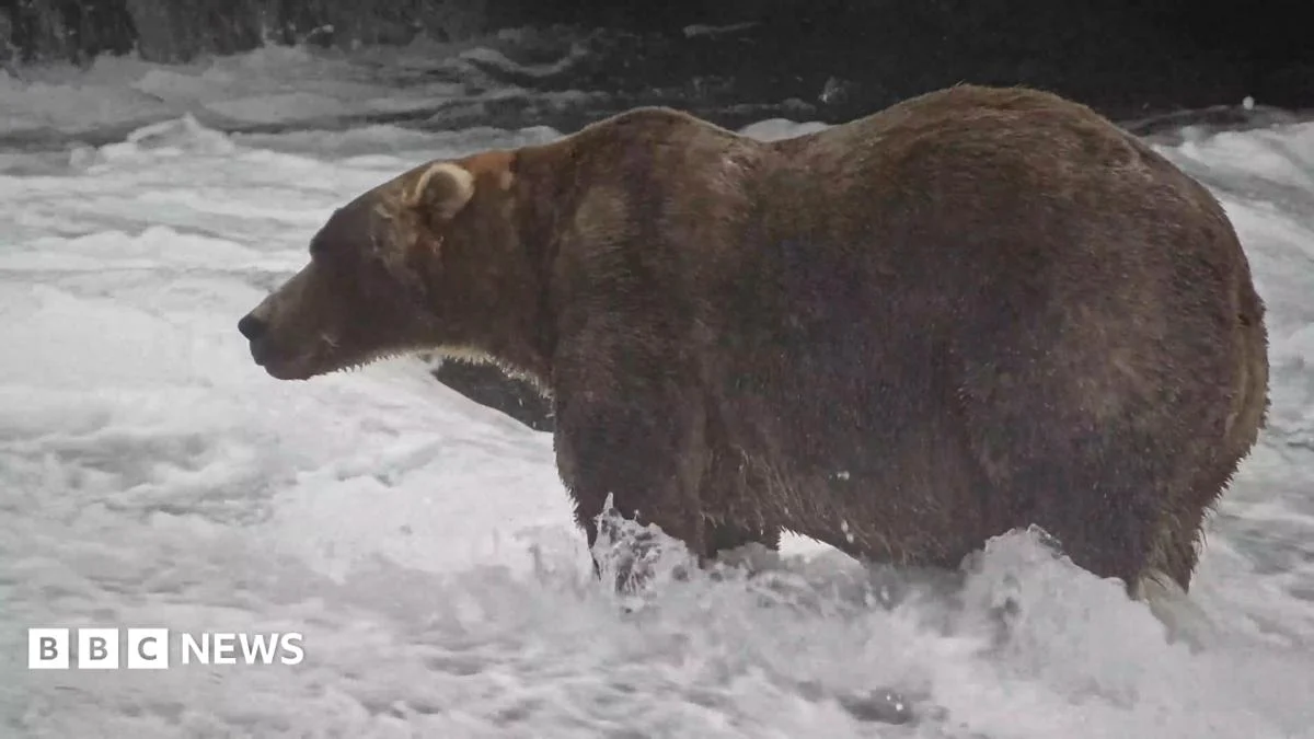 Backpack Wins Alaska’s Fat Bear Week Competition