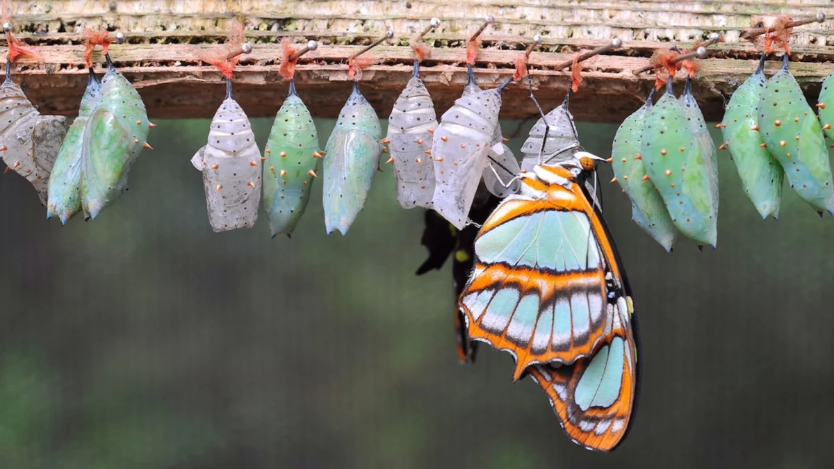 $3.2M Bitcoin Butterfly Option Trade Targets $95K by October End