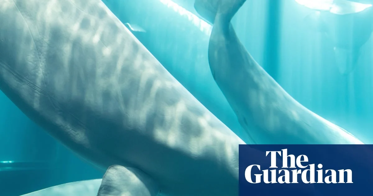 Beluga whale dies at Illinois aquarium after acclimation struggles