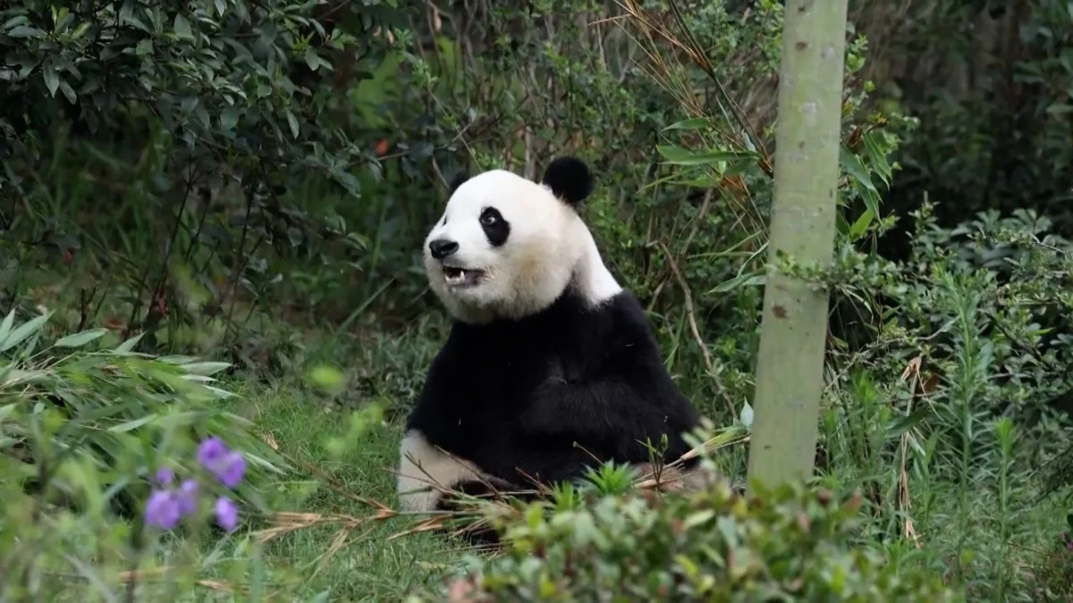 Friendship Pandas Arrive in Atlanta in US-China Moment