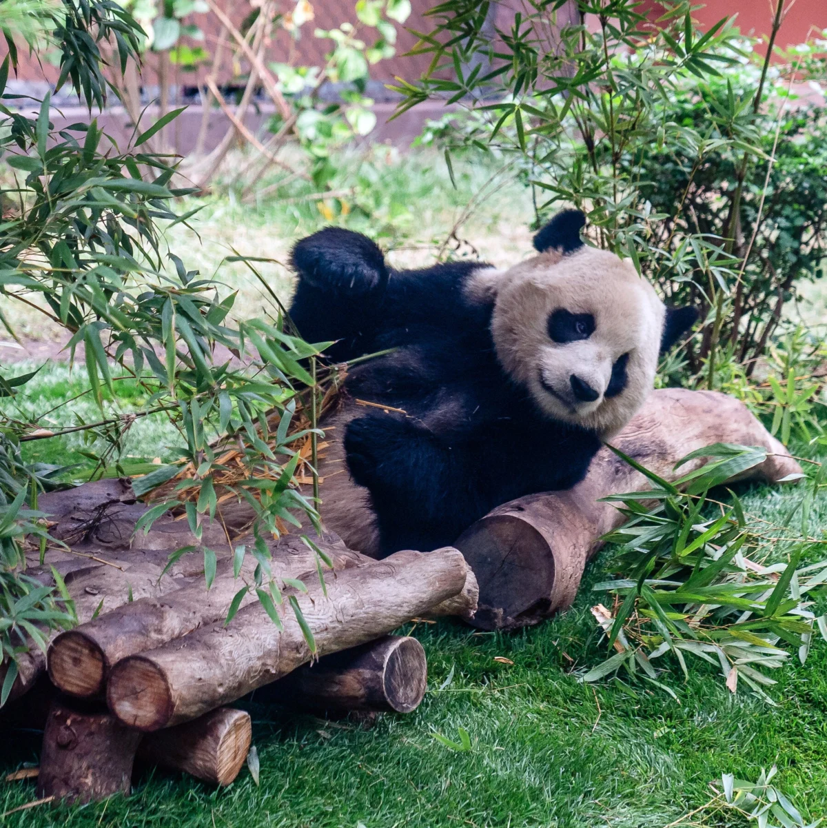 Giant Pandas Arrive in Atlanta From China Amid Diplomatic Outreach