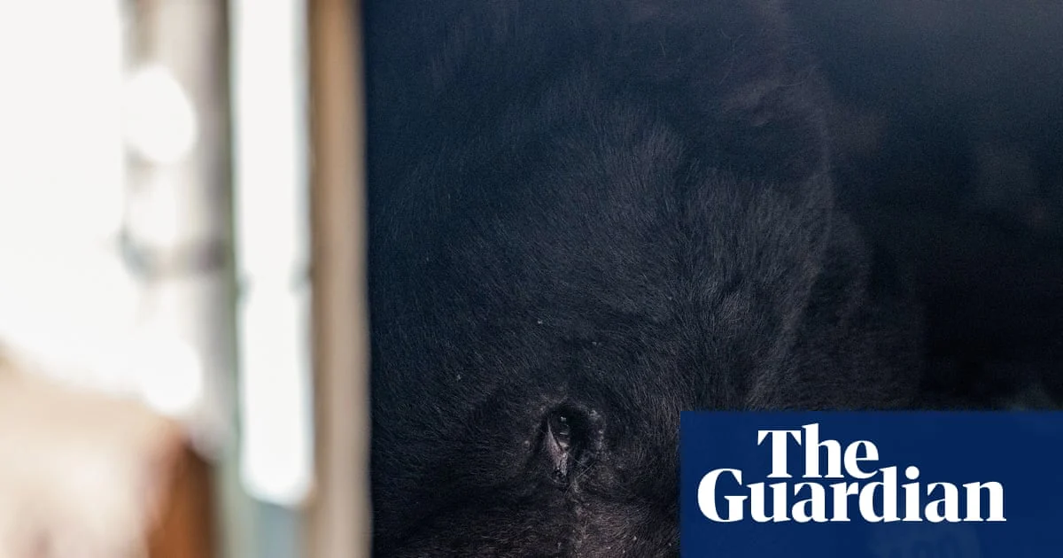 Viral LA bear returns to crawl under neighborhood home again
