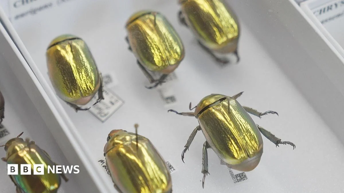 AI Powers UK Super-Museum With 70 Million Digitized Specimens