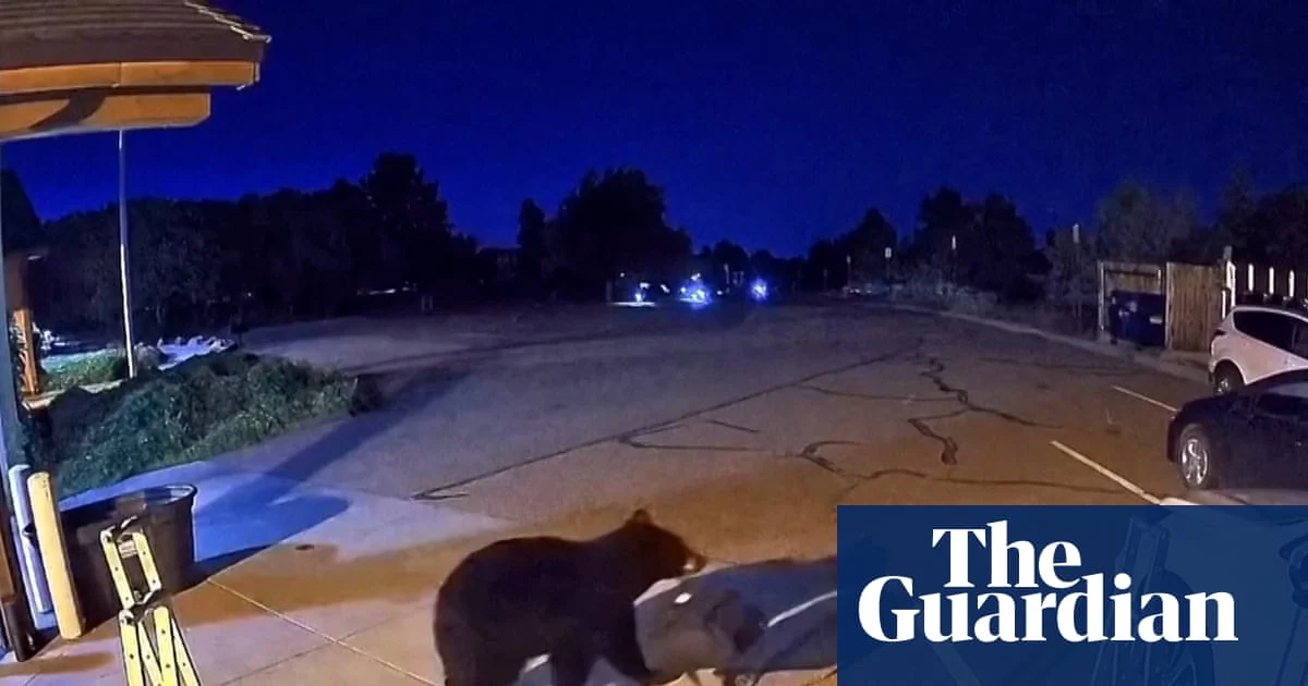Bears entering US homes and shops in record numbers