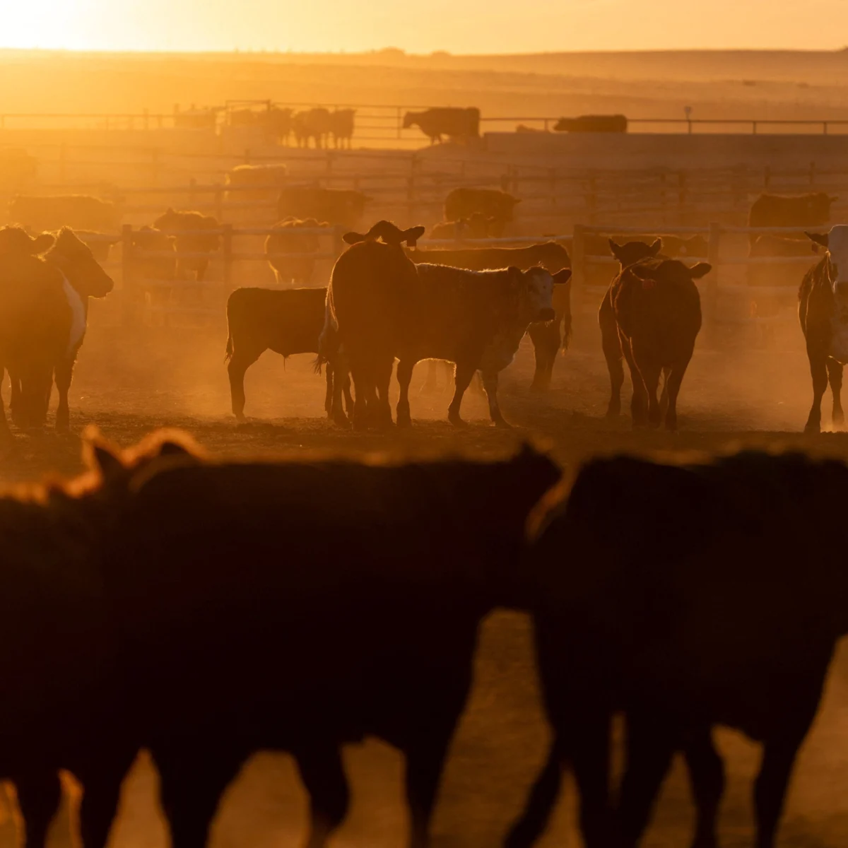 ICE Raids in Beef Country Fuel Price Concerns