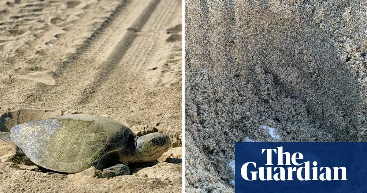 Sea Turtles Spotted Nesting on California Beaches in Historic Shift