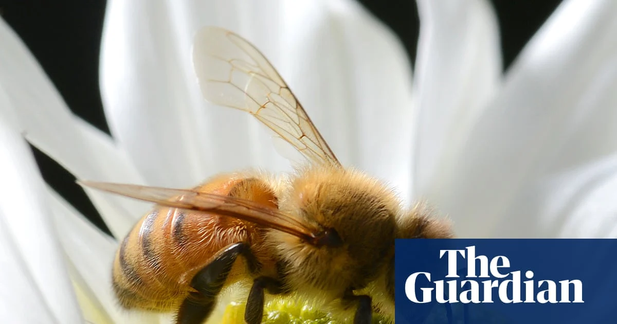 More Than 800,000 Bees Stolen in Far North Queensland
