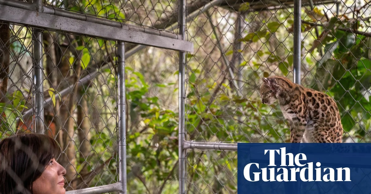 New Wild Cat Species Identified in Bolivia’s Cloud Forest