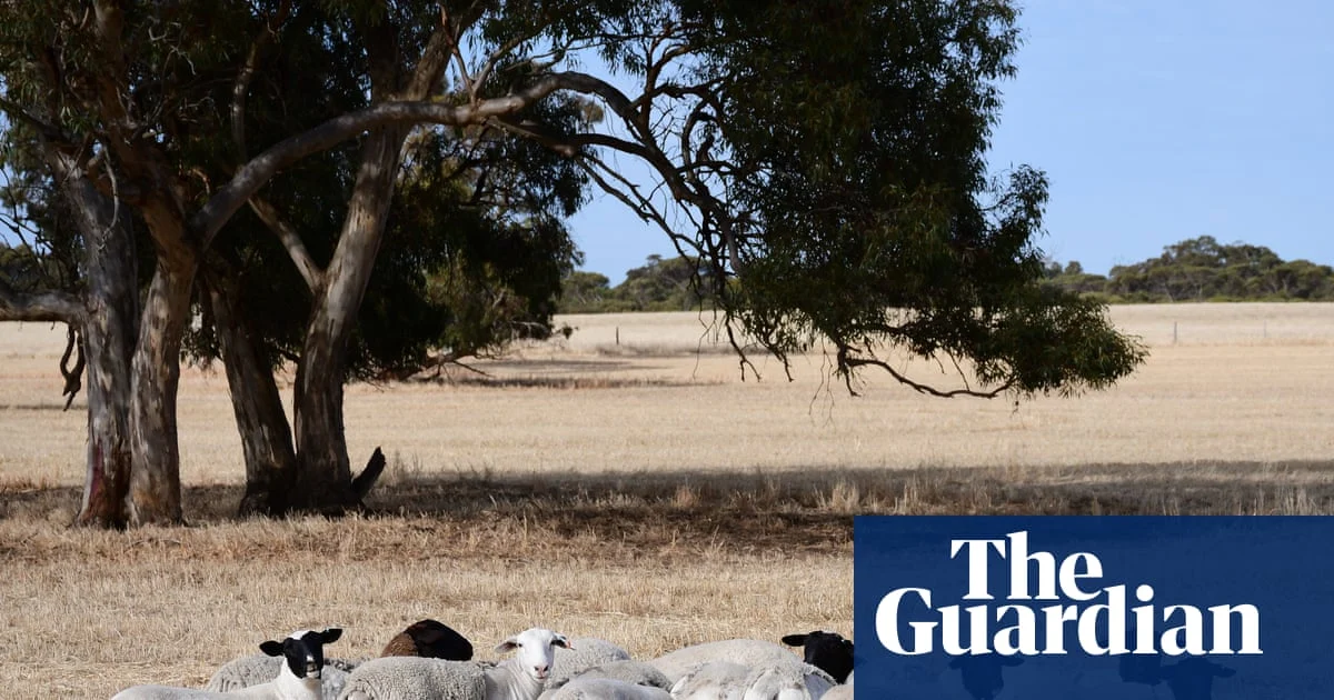 5,500 Sheep Worth $1.7M Stolen From Queensland Farm