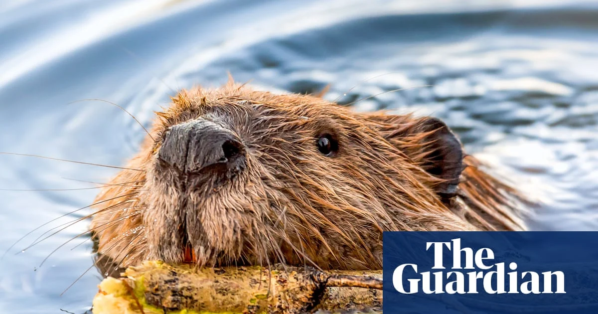 Rabies Concerns Rise in US Amid Unusual Animal Encounters
