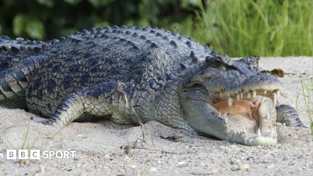 River with 500 Crocodiles Chosen as 2032 Brisbane Olympics Venue