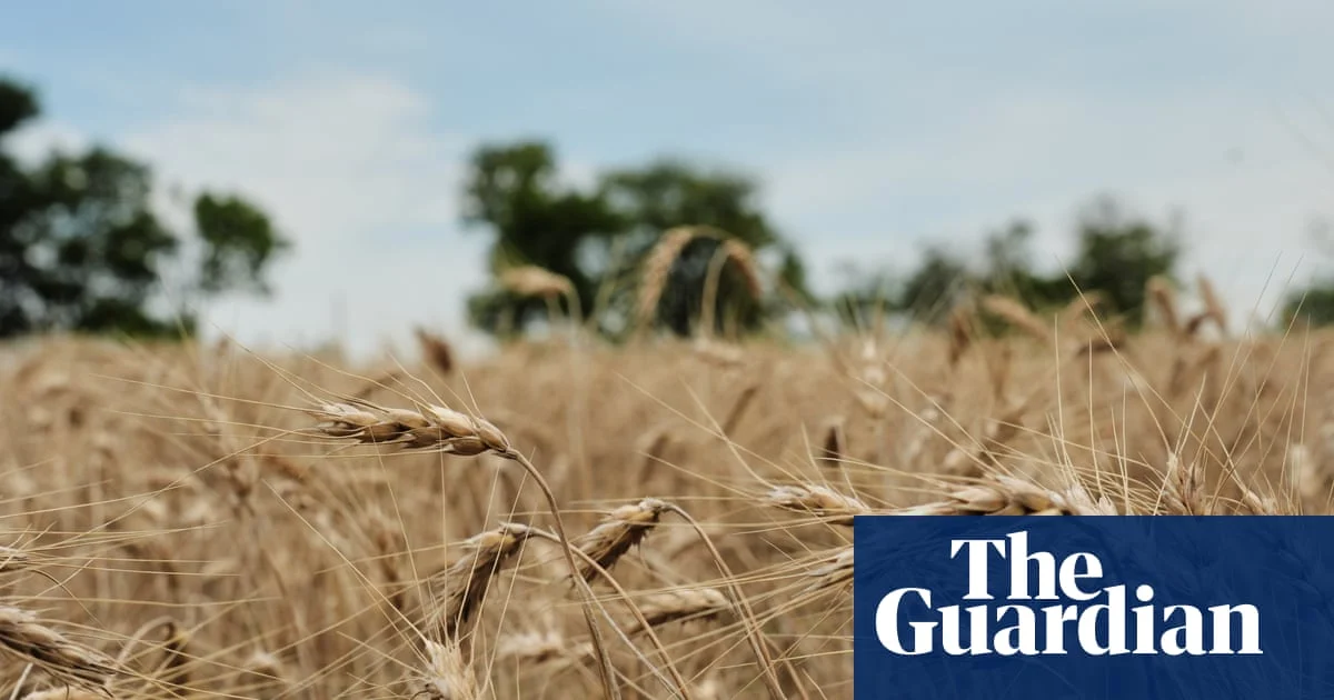 US Wheat Farmers Face Uncertainty as Drought and Export Risks Grow