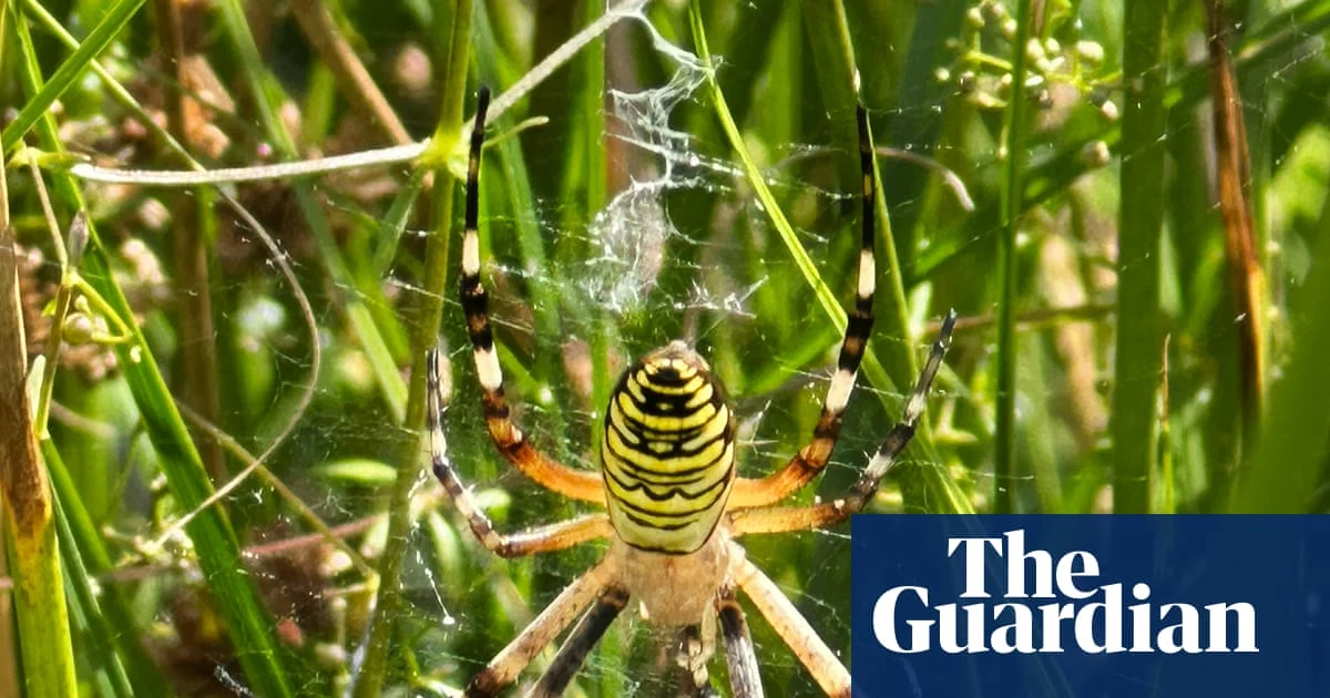 Wasp Spider Spotted in England as Climate Refugee Trend Grows