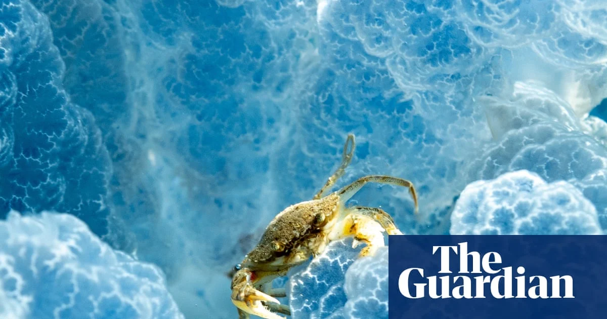 Weekly Wildlife Highlights: Crabs, Wallabies, and Penguins