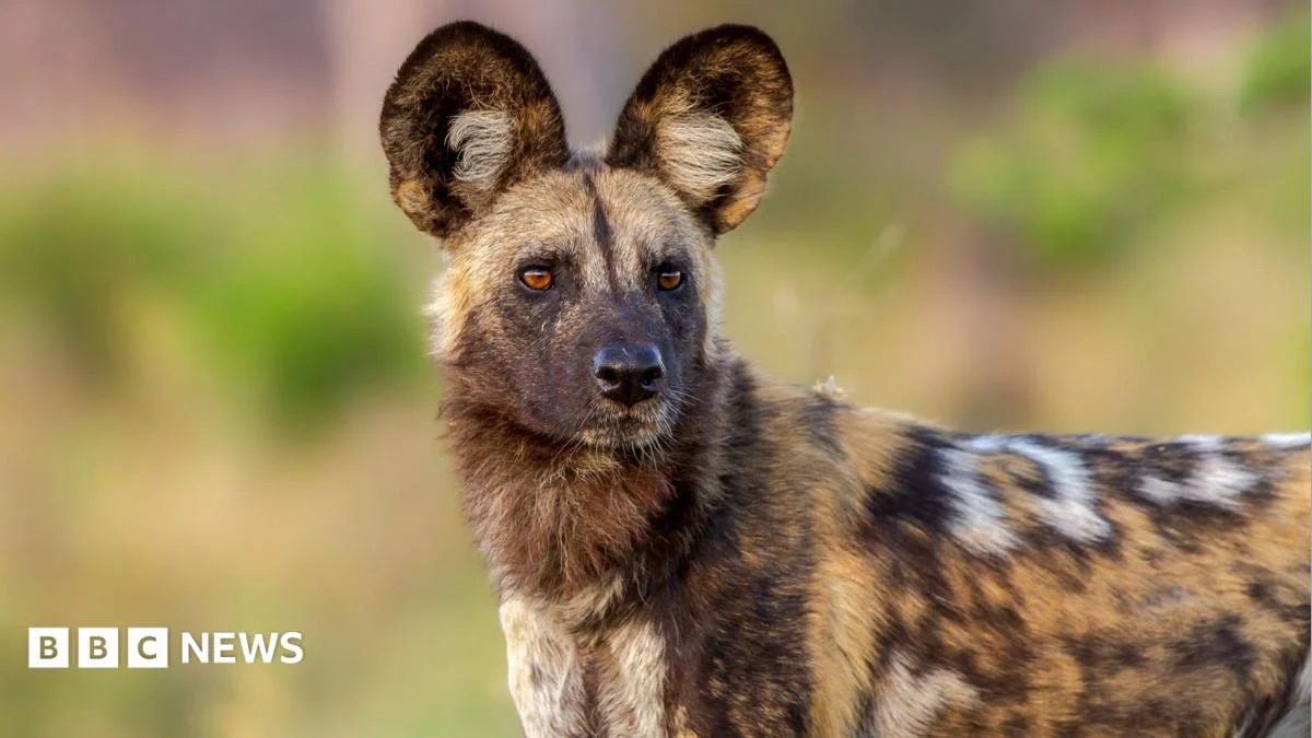 Wild dogs complete 2,500-mile trek across Zambia, scientists say