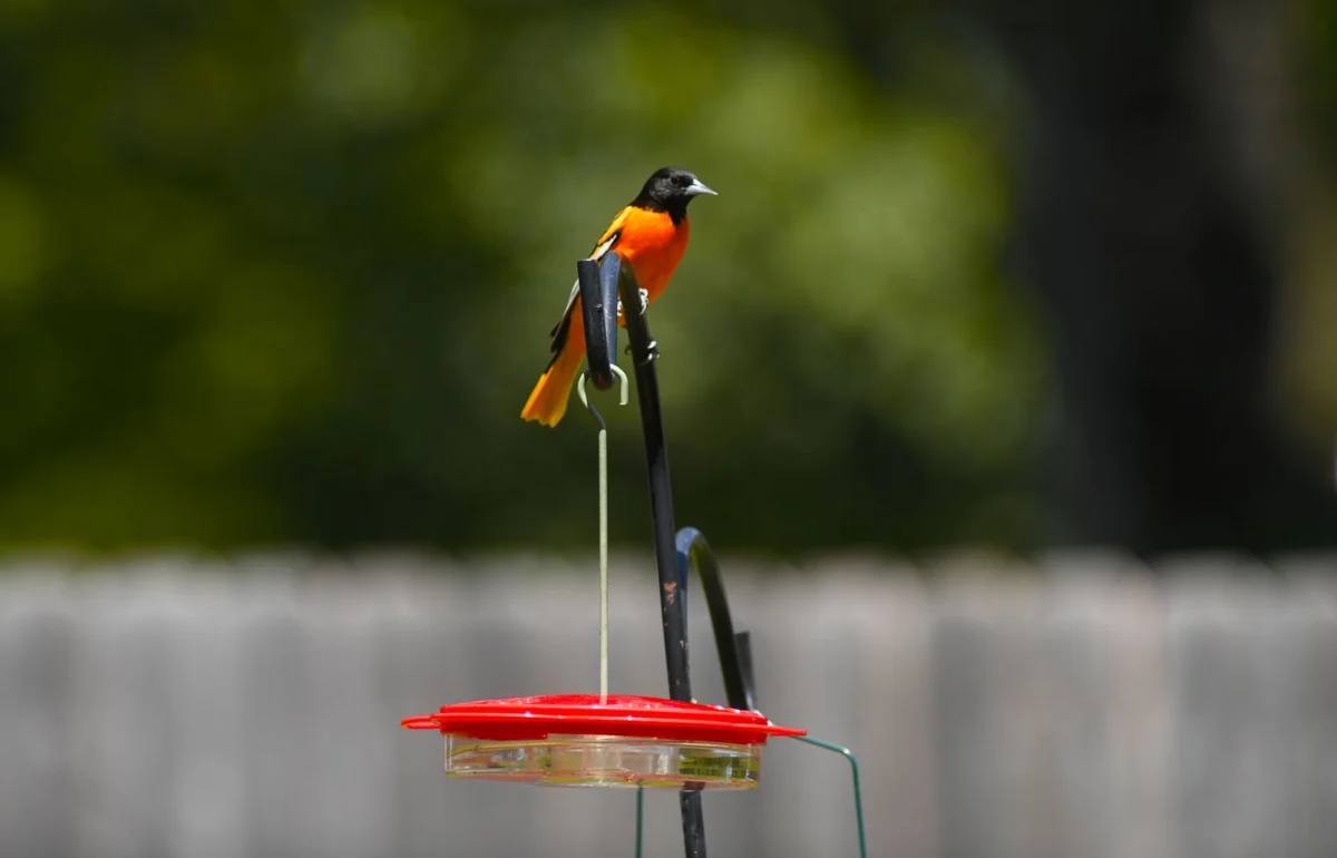 Baltimore Orioles Covered by AP News in Recent Update