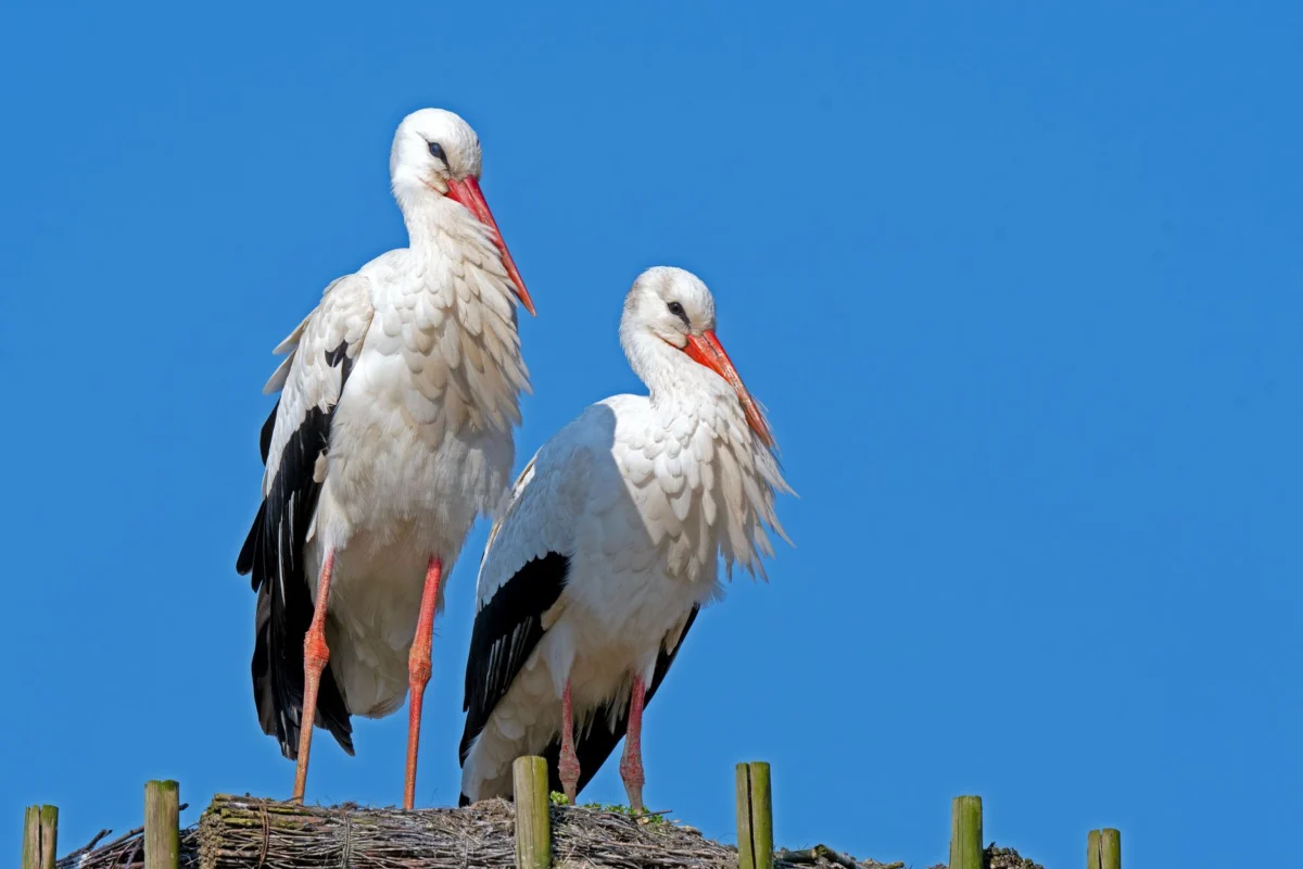 White Storks Reintroduced in Southern England Spark Belonging Debate