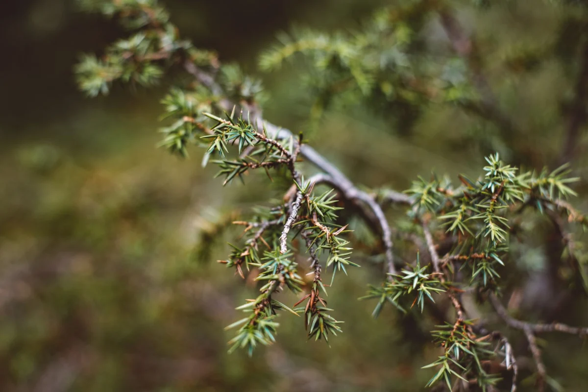 Consumers Seek Forest Flavors Amid Nature Reconnection Trend