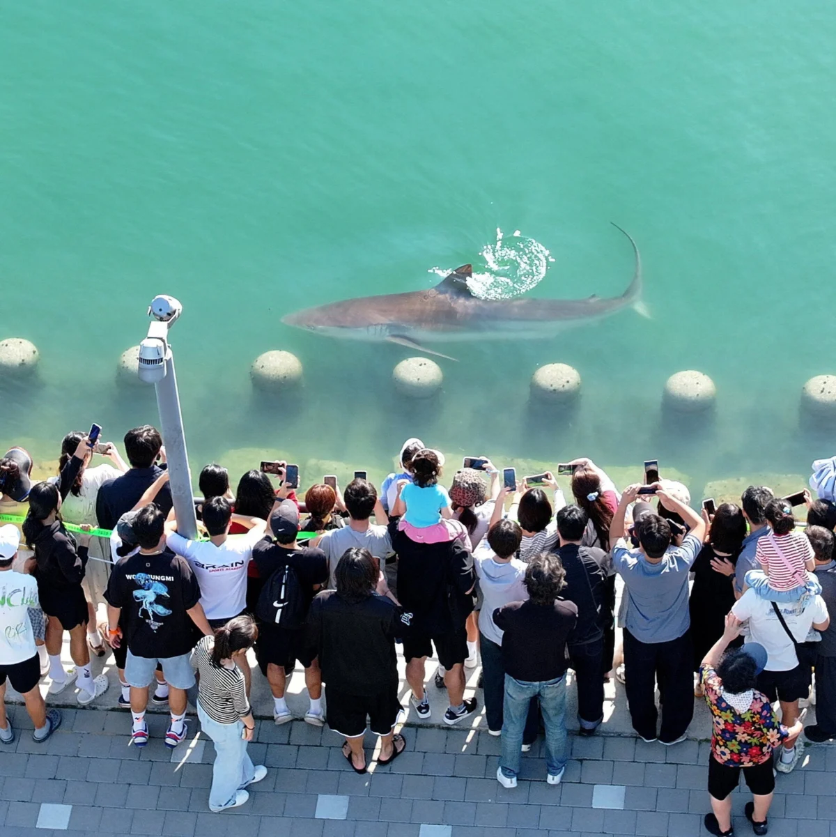 Stranded Shark Draws Over a Million Visitors in South Korea
